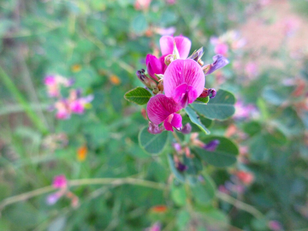 ヤマハギ