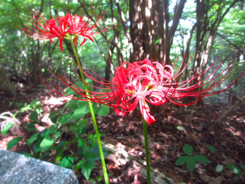 秋の花