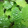 雨粒