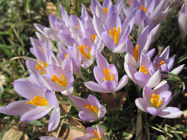 クロッカス