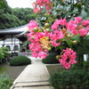 お寺とサルスベリ