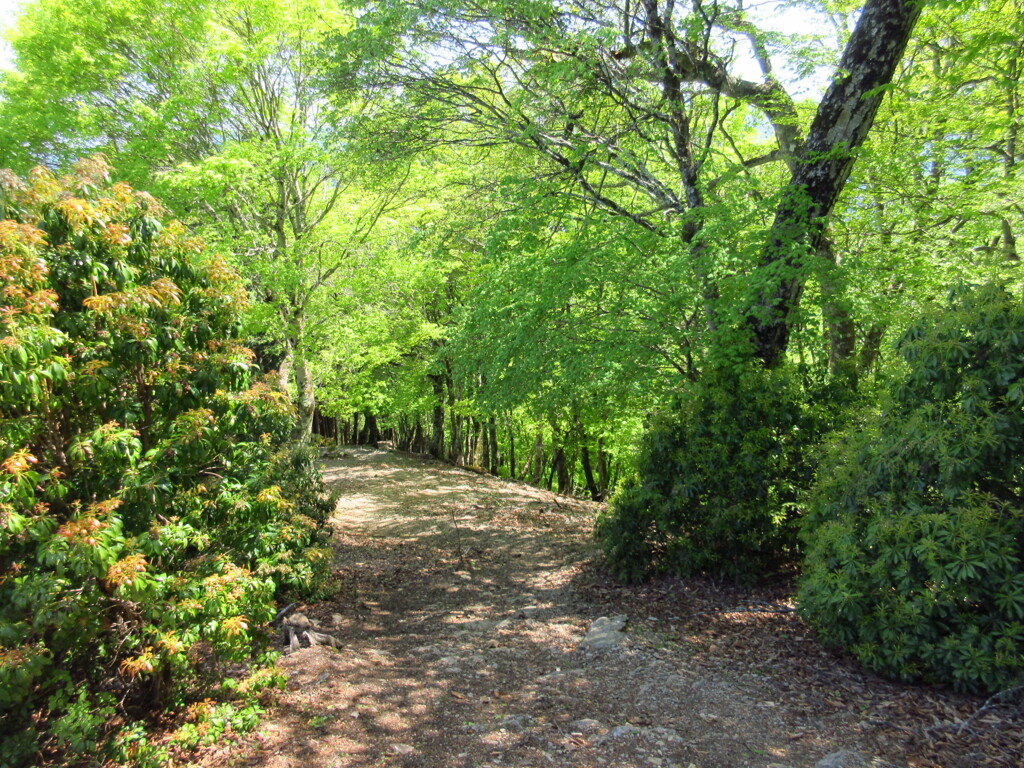 気持ち良い山道