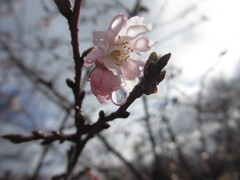 雨の冬桜