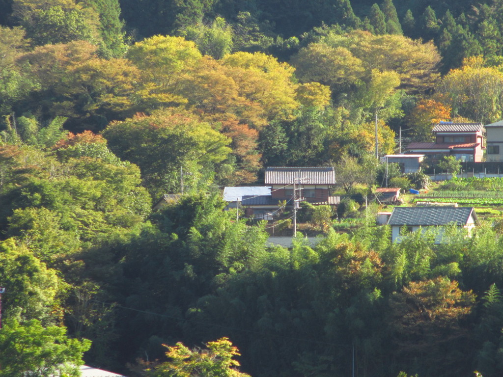 川岸の紅葉