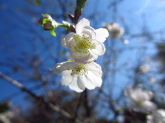 十月桜