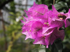 Primavera(春)