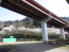 高速道路＆梅林