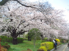 桜並木にて