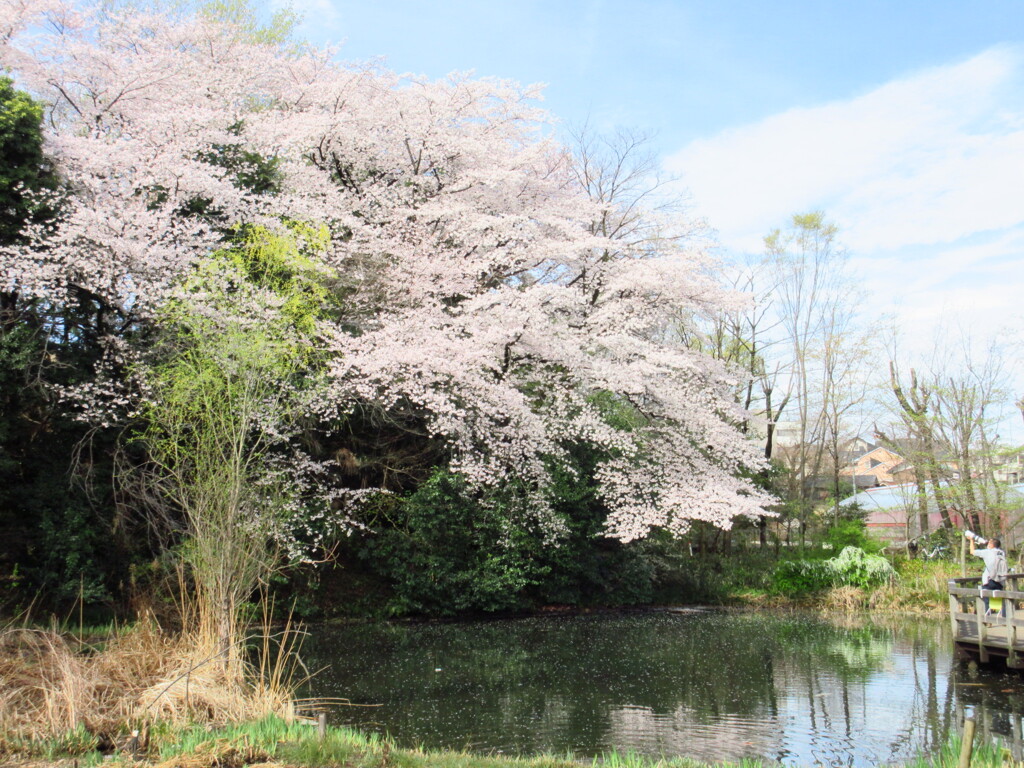 花の色