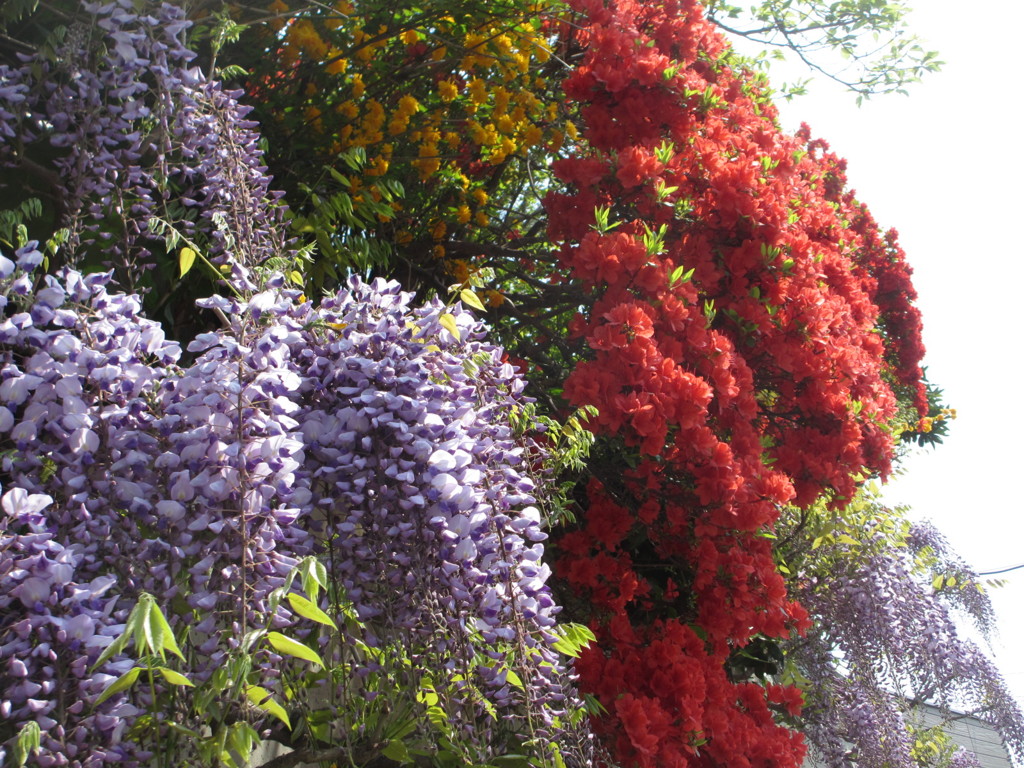 フジ、ツツジ、ヤマブキ