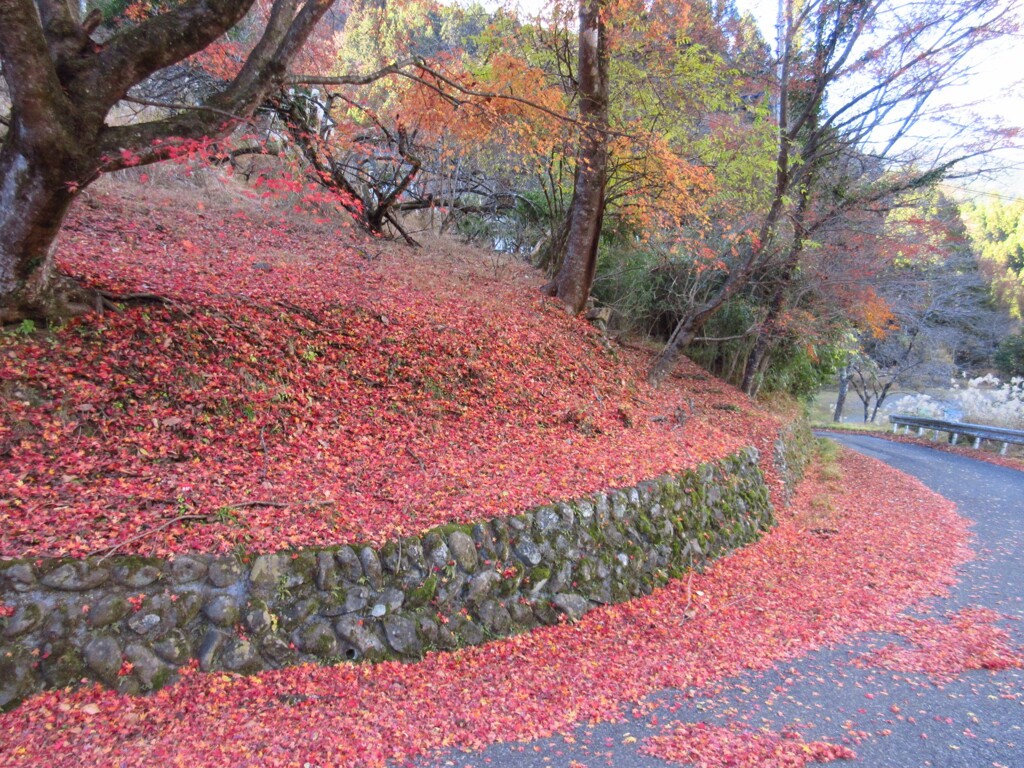 モミジの落葉