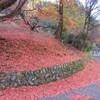モミジの落葉