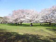 満開の下で
