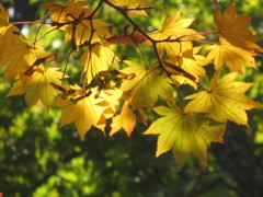 昭和記念公園・日本庭園にて
