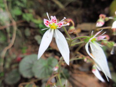 ユキノシタ