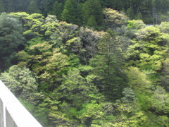 新緑