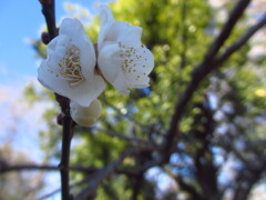 白梅