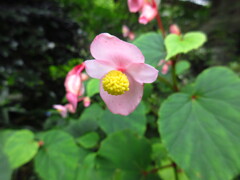 秋海棠