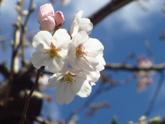 ソメイヨシノ