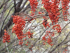 飯桐の赤い実