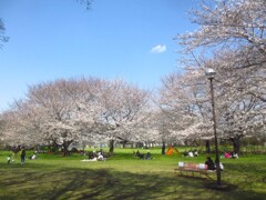 桜の下