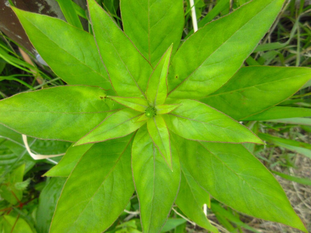 葉