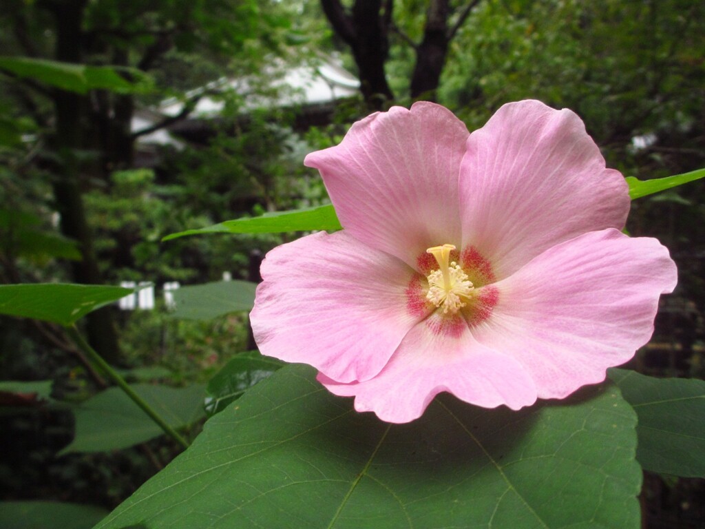 お寺にて