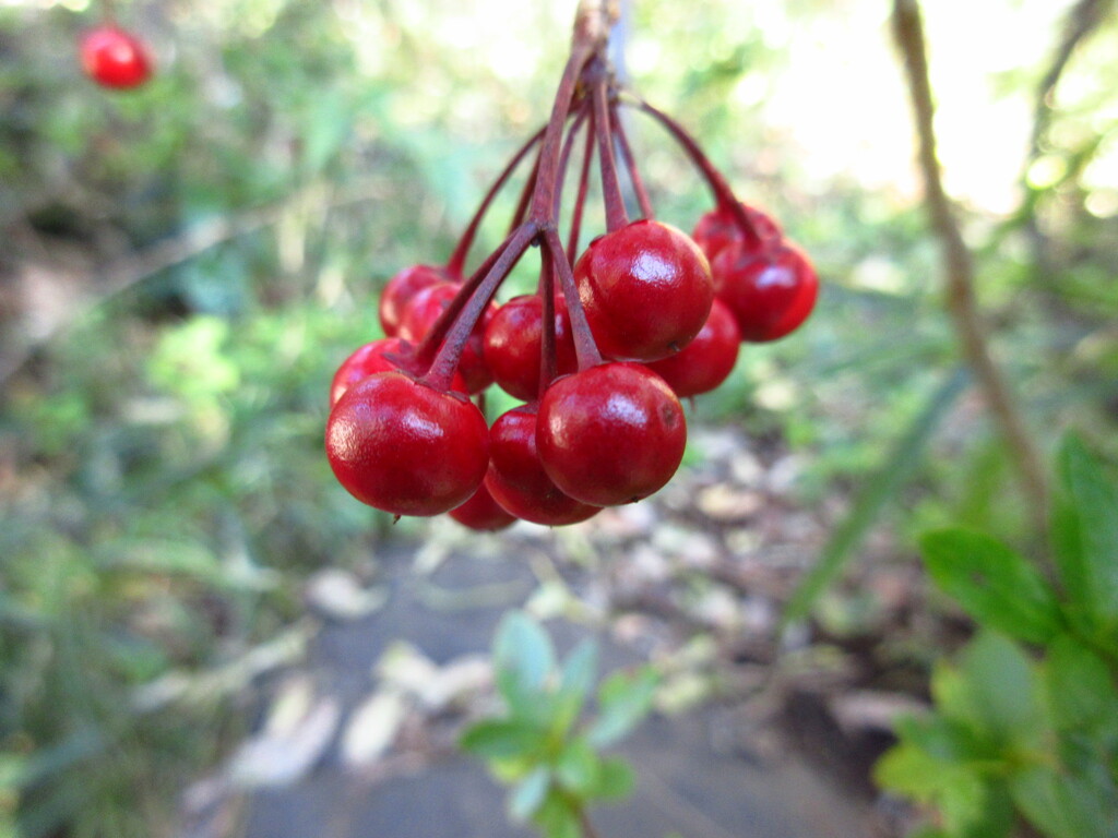 万両