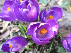 紫のクロッカス