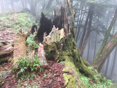 落雷で折れた大杉