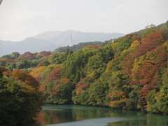 相模川紅葉