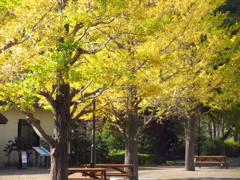 公園の銀杏