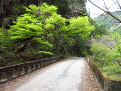 林道