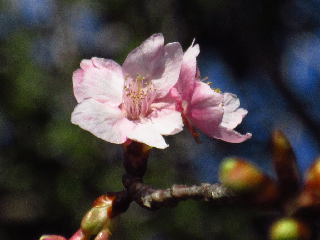河津桜