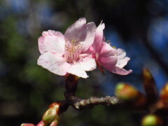 河津桜