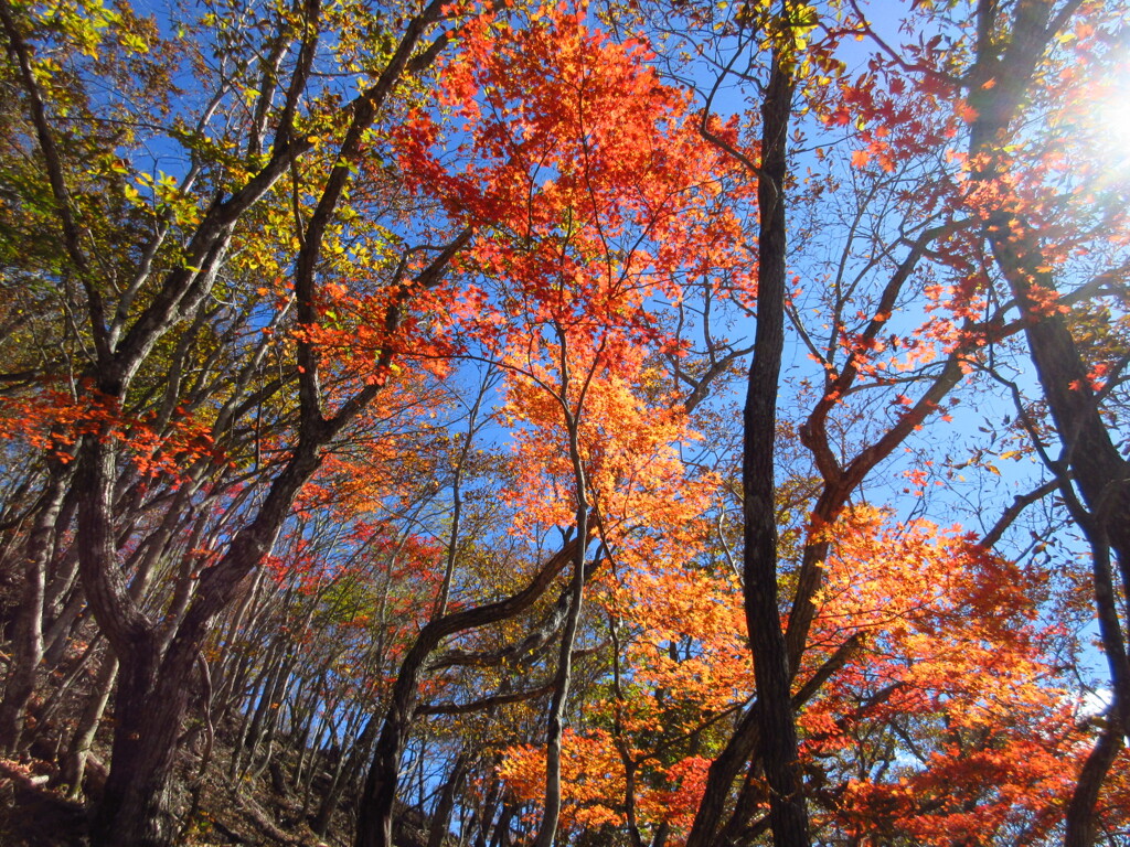 紅葉