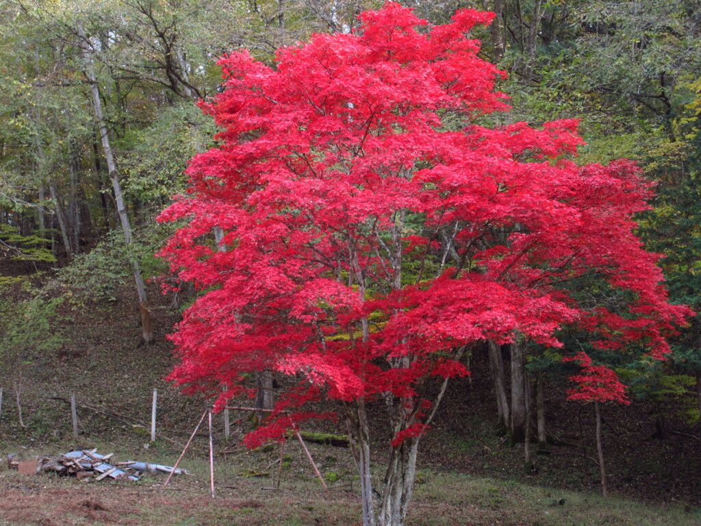 まっ赤なモミジ