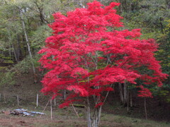 まっ赤なモミジ