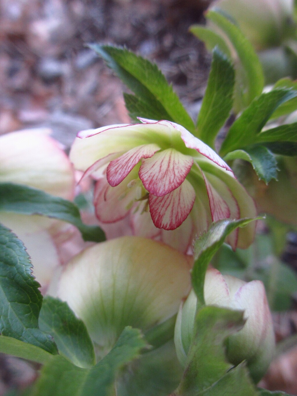 クリスマスローズ