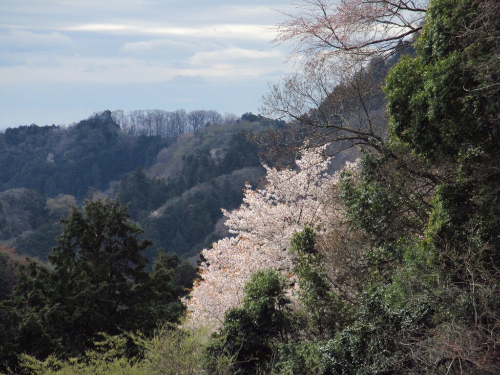 ヤマザクラ