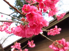 寒緋桜