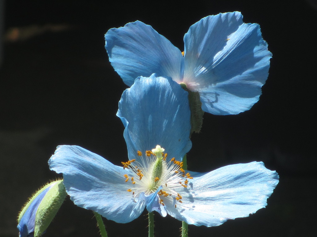 ヒマラヤの青いケシ