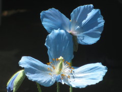 ヒマラヤの青いケシ