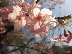河津桜