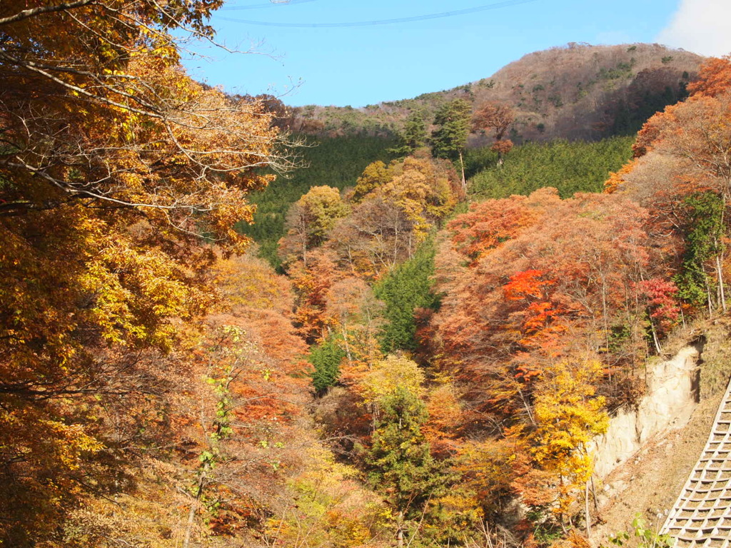 山の紅葉