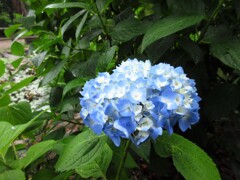 あじさい公園