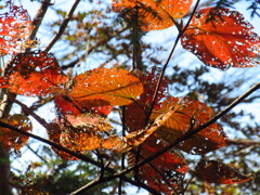 紅葉