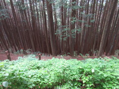 密な杉林
