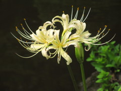 白花曼珠沙華