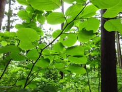 山の中で